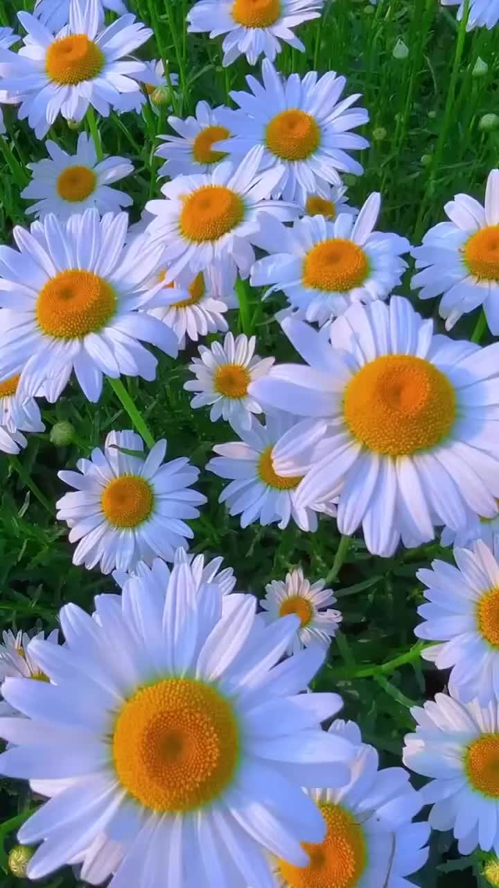 @Ромашка