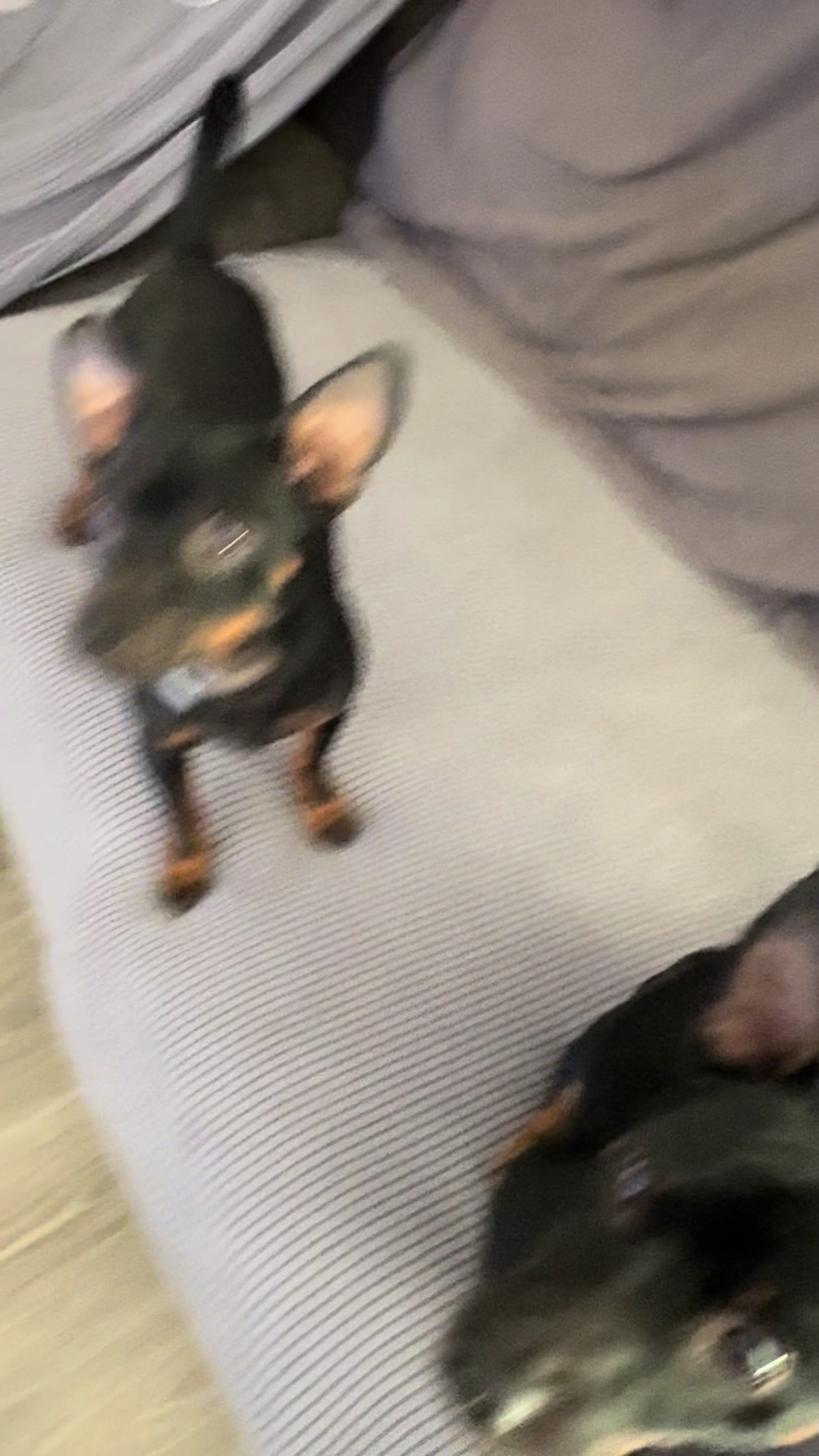 @PanDOGuitos 🐶