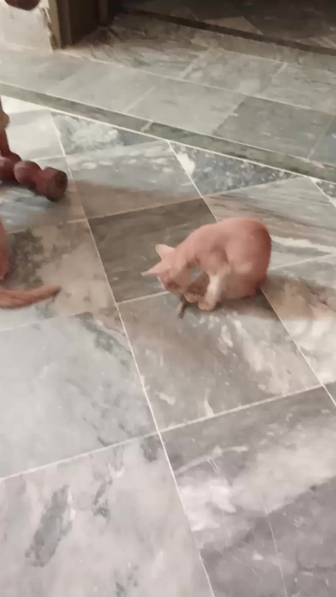 @cutecatlover8172