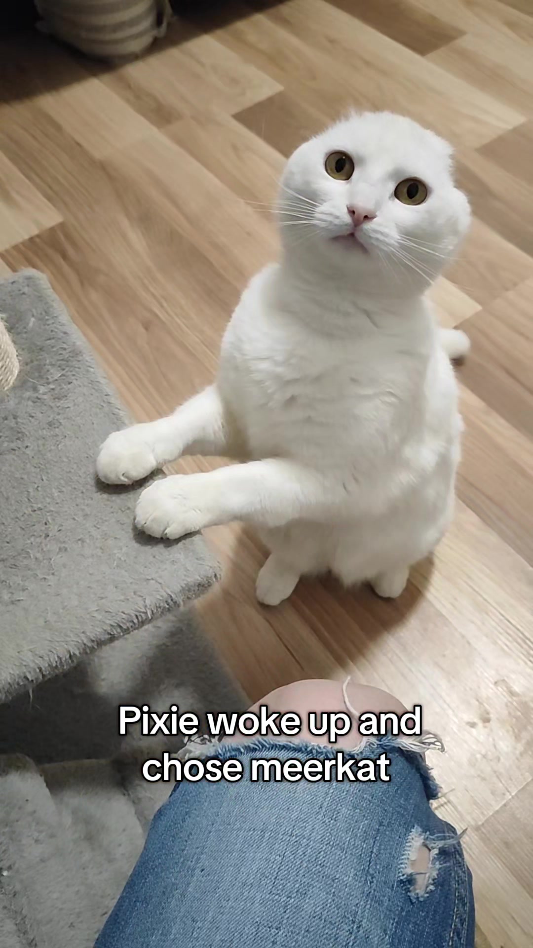 @Fluffy and Pixie
