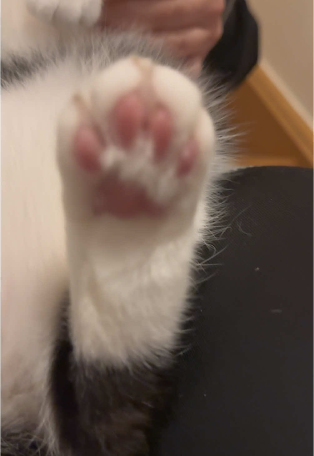 @Kobe the Kitty