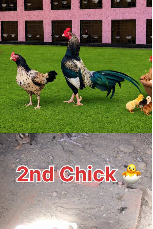 @Poultry Markaz