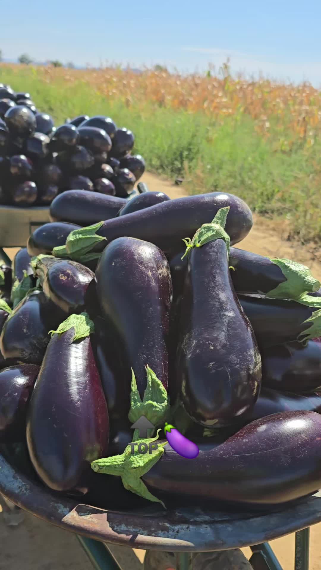 @Faze Farm