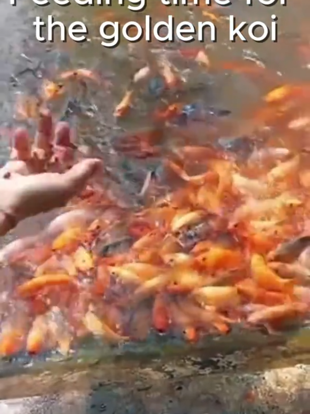 @wanderingheartsasia