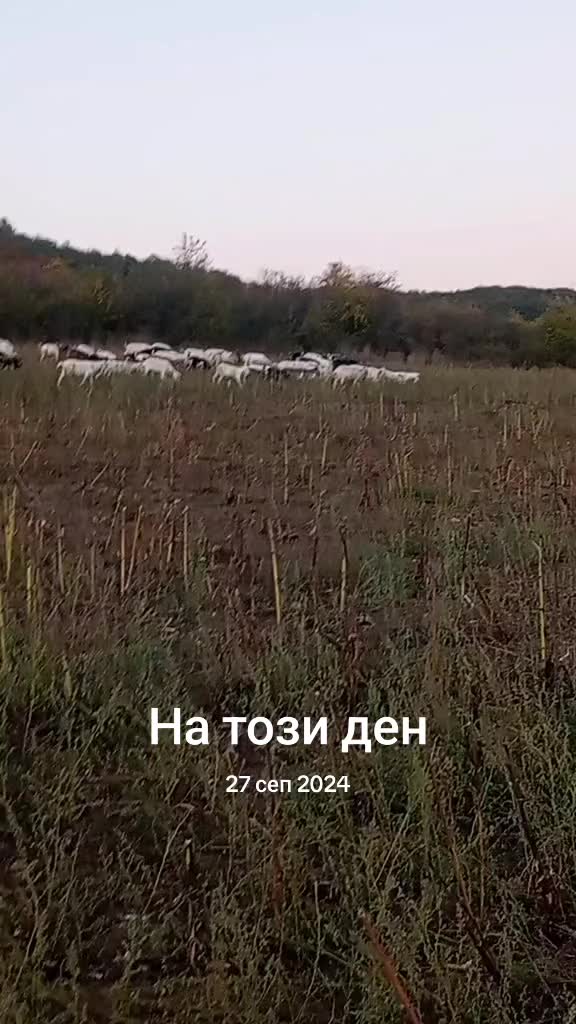 @B. Nikolov