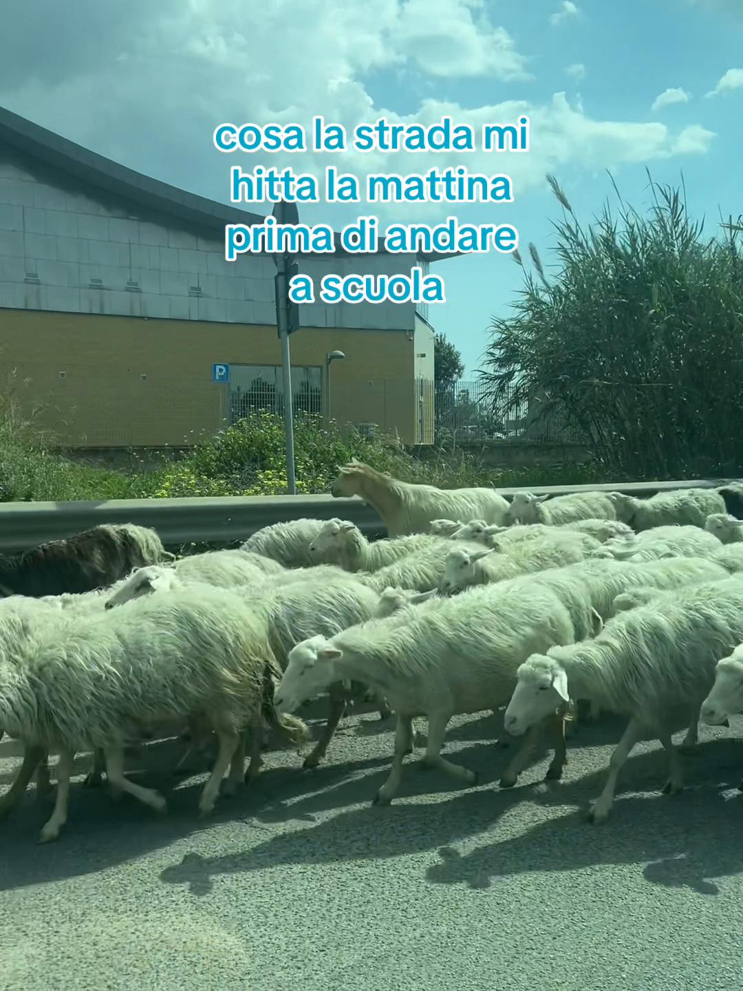 @GianPippa