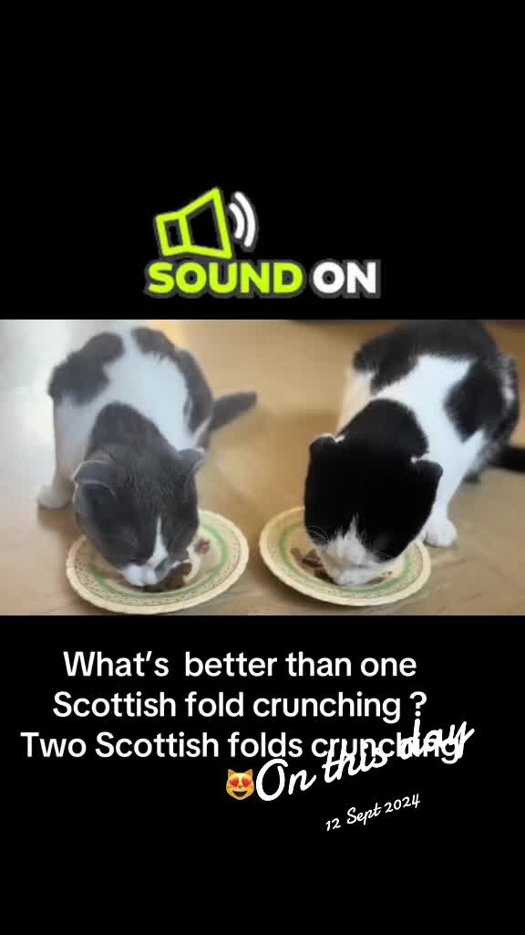 @9 cats and Nicola 🐾🐈🐈⬛🐾