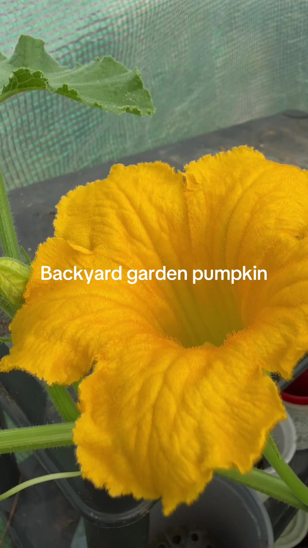 @Gardening 🧑&zwj;🌾