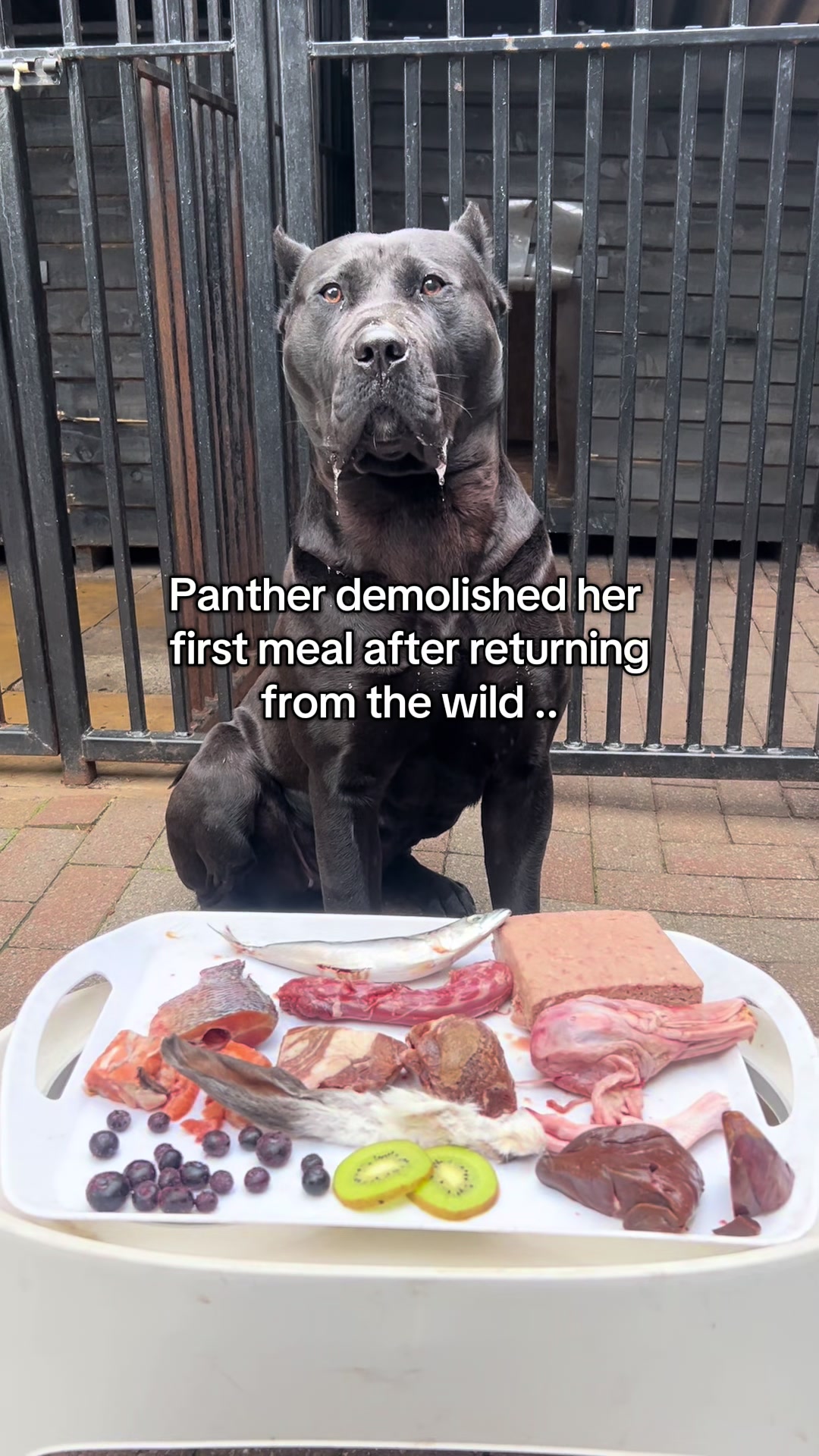 @loyal_pantherr