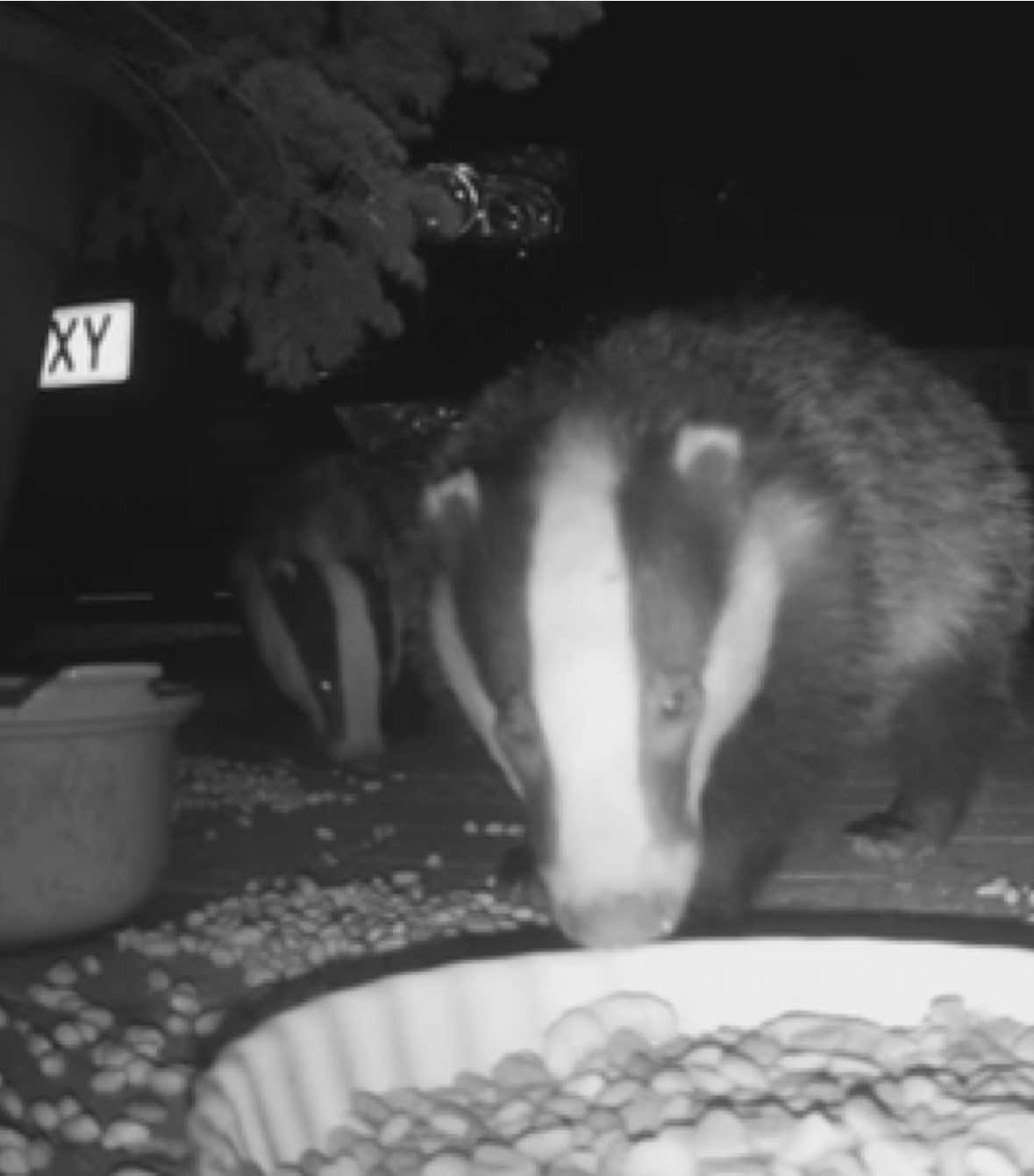 @phiswildlife