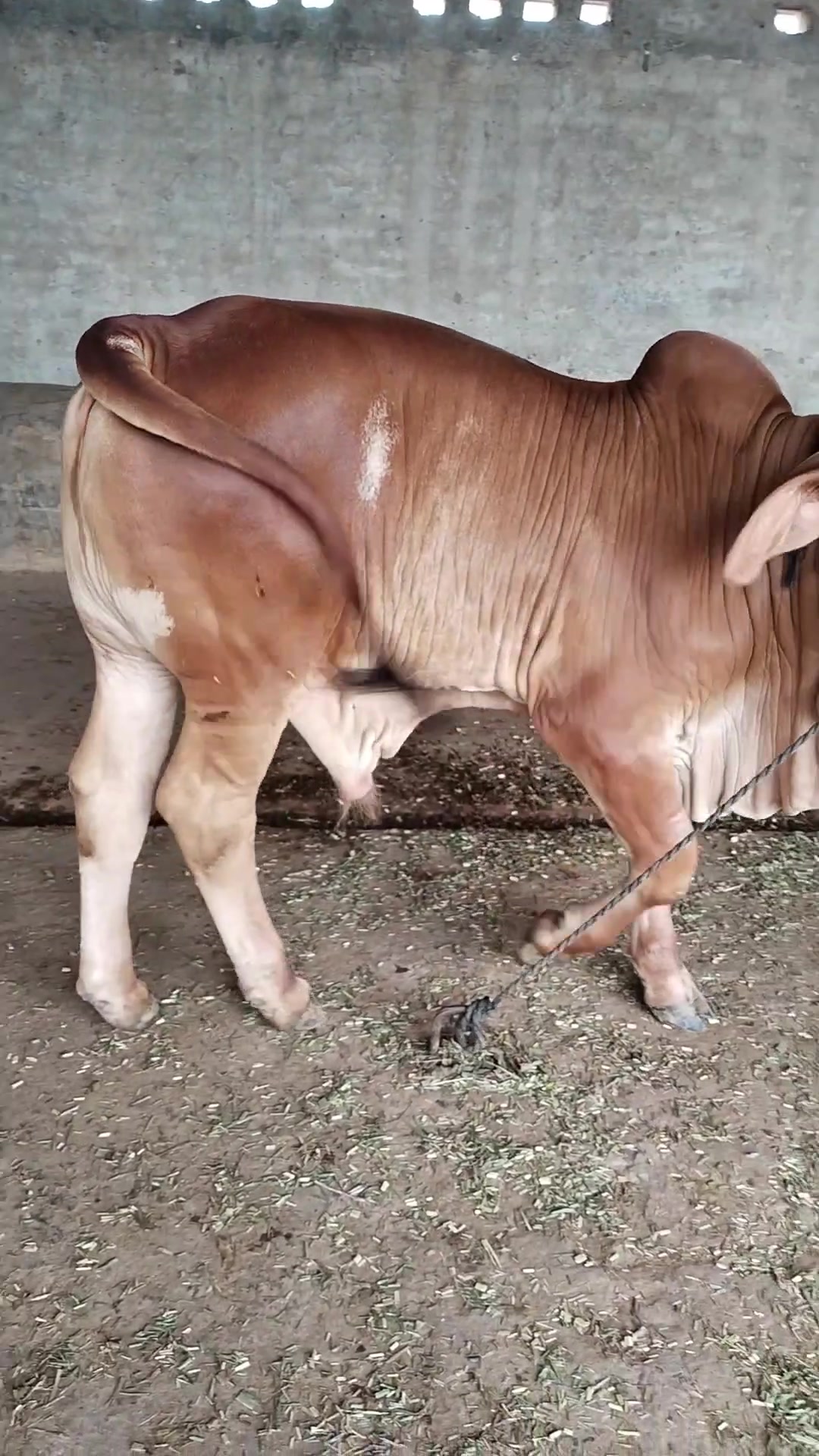 @The Brahmans Farming