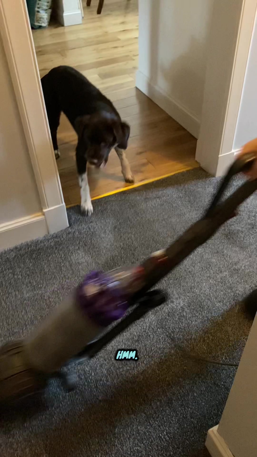 @Kali the Collie Labrador