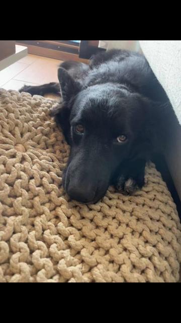 @Luiggi the Dog