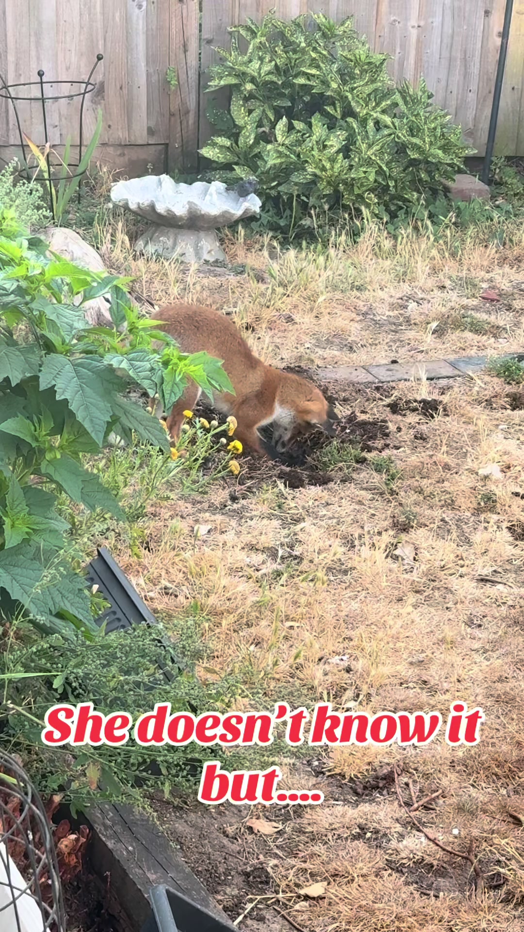 @gp_wildlife