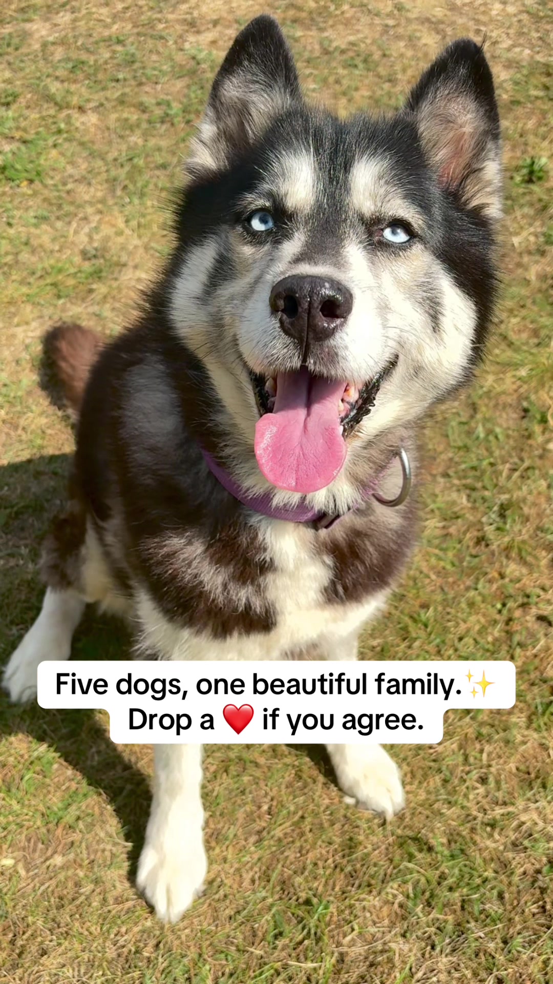 @Pawsome Fivesome