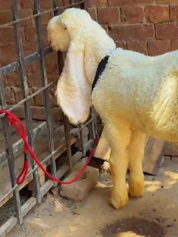 @Murwa Goat farm