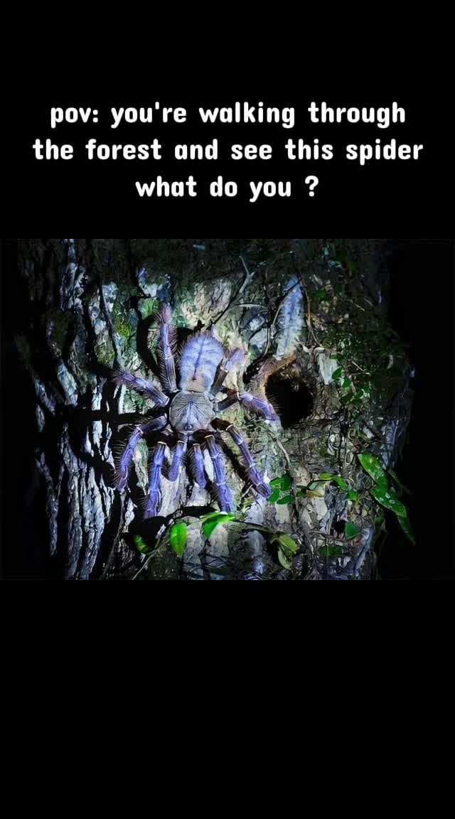 @robs BIG SPIDERS!!!