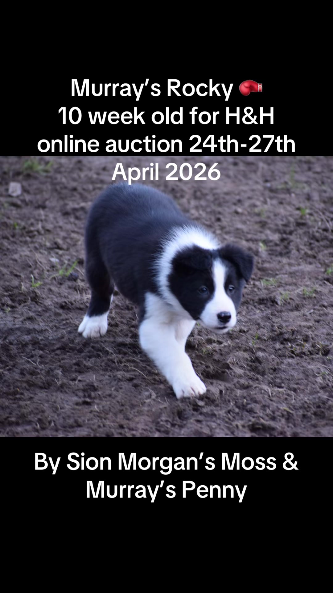 @Ravara and Murray’s sheepdogs