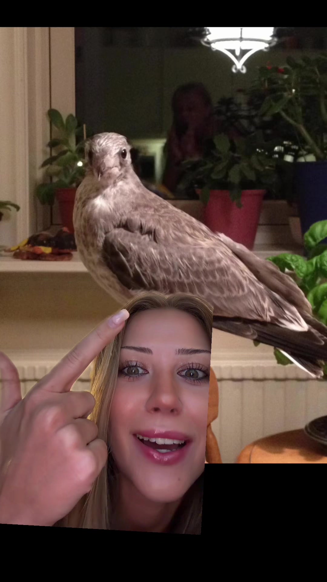 @juliaringblom