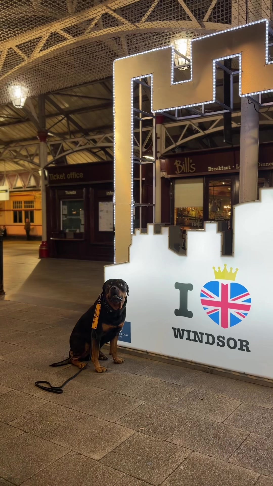 @Nyla Bo Rottweiler