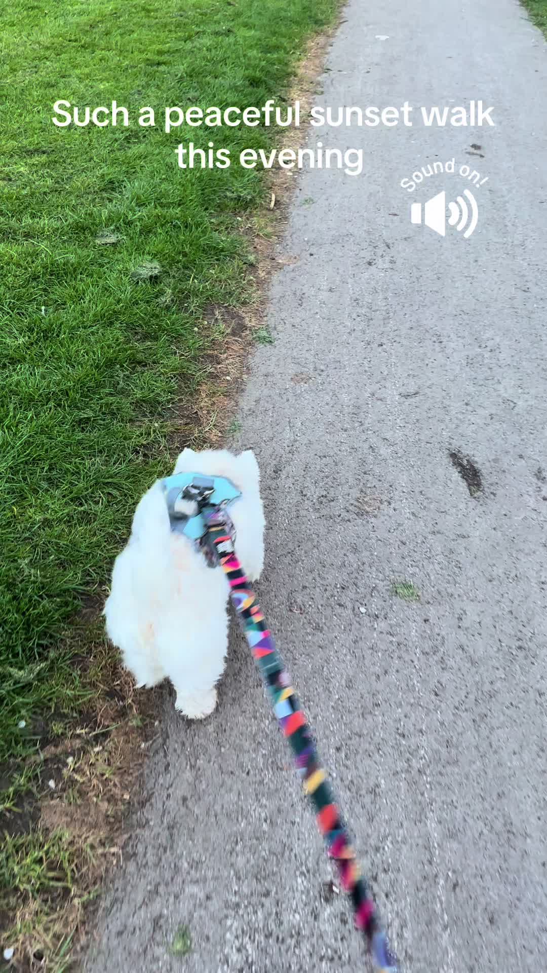 @Luna The Westie