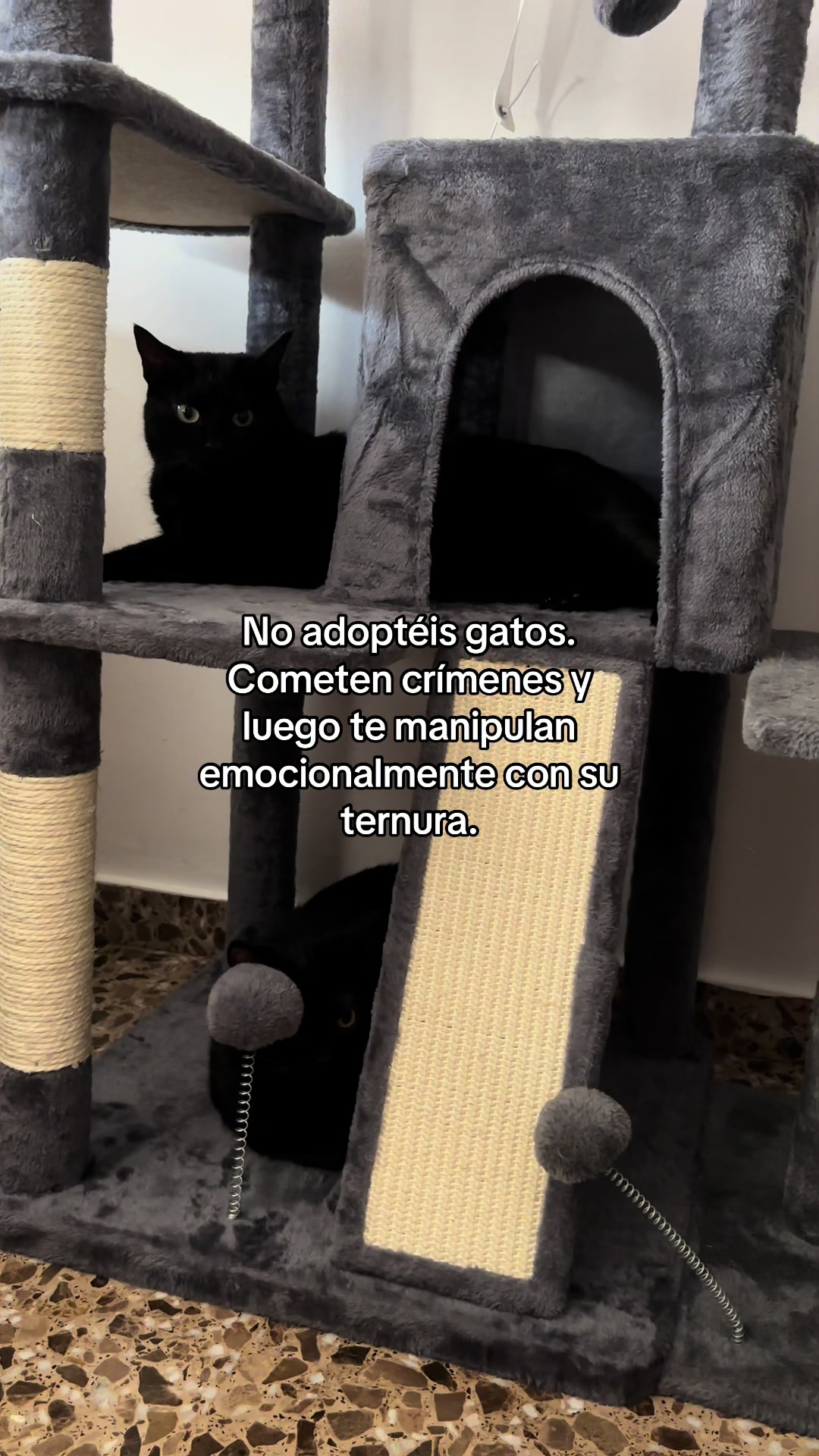 @BlackCatsMatter