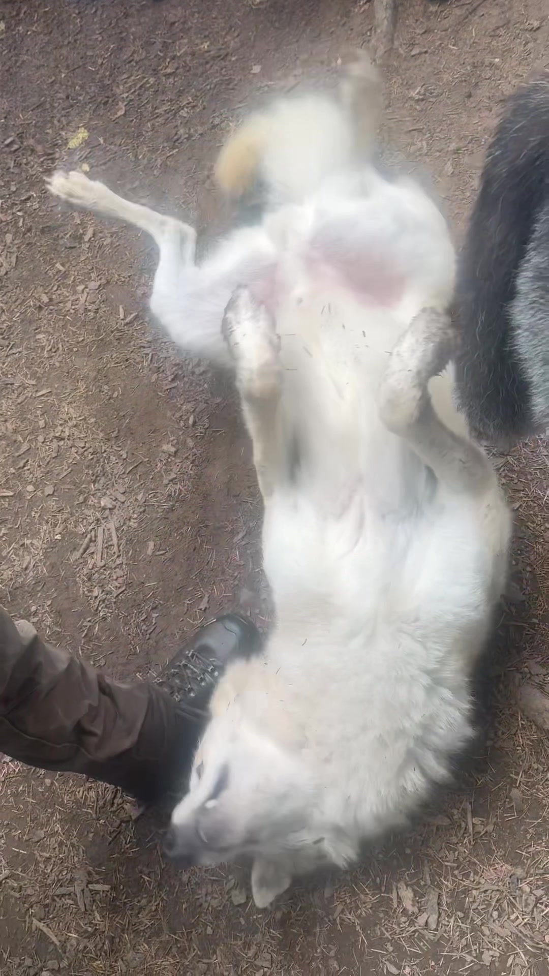 @Wolves of the Lakes