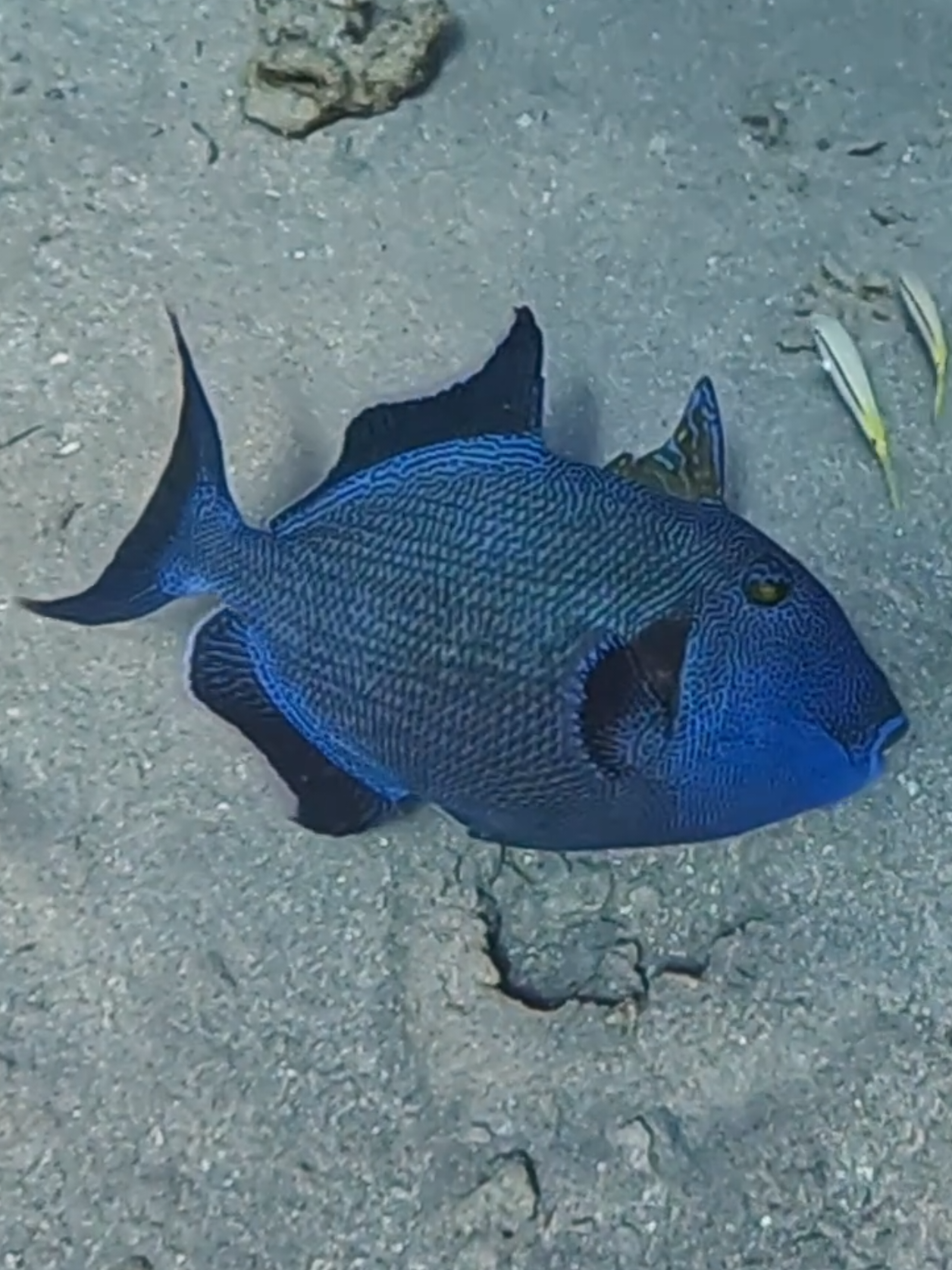 @Our Underwater Universe