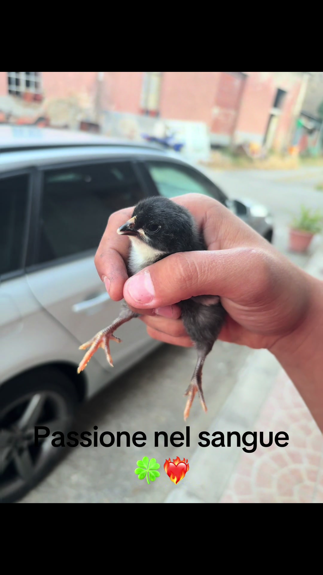 @⚜️Domenico Leuzzi⚜️