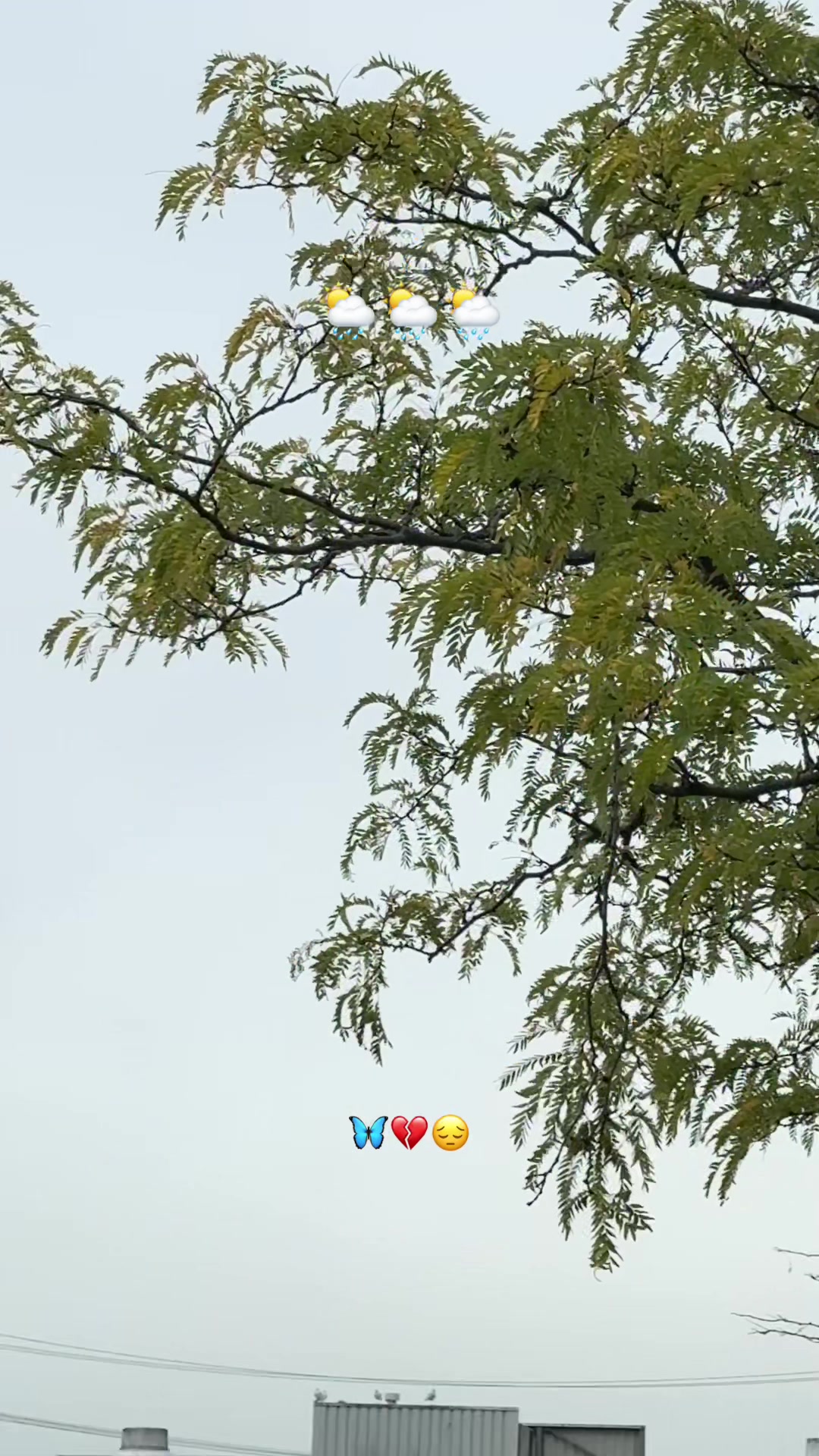 @𝐃𝐀𝐑𝐌𝐀𝐍🦋