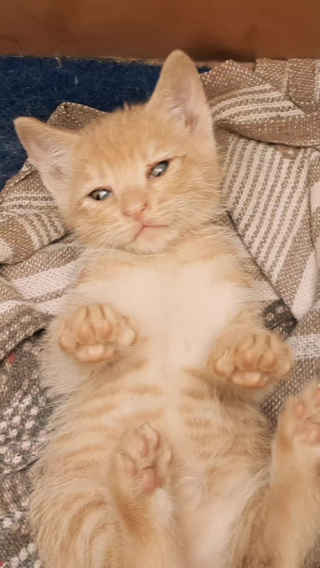 @Magic♥️Pets