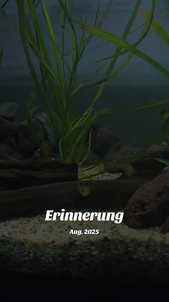@🇨🇭🇨🇭GrünerKobold🇨🇭🇨🇭