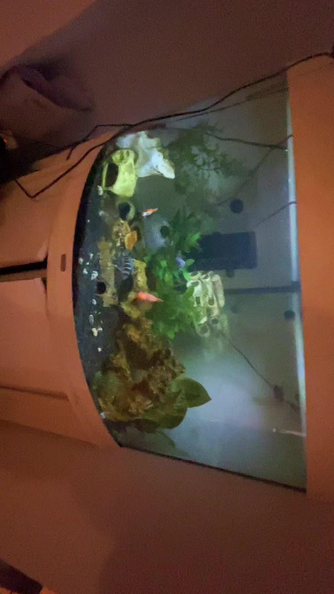 @CRBaquatics