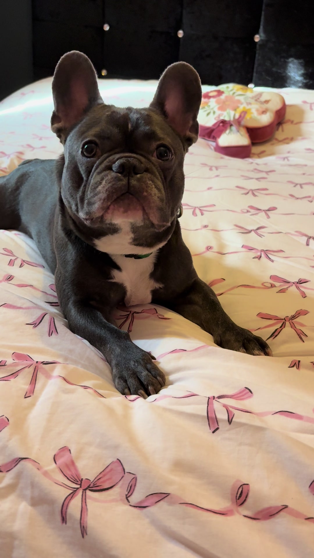 @Gizmo the frenchie & my humans