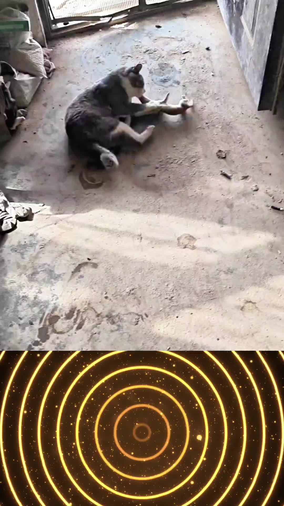 @videos animals funny