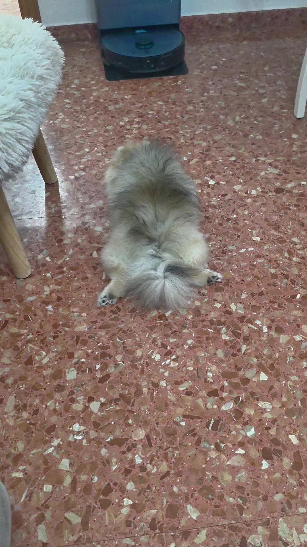 @baloo.the.pom