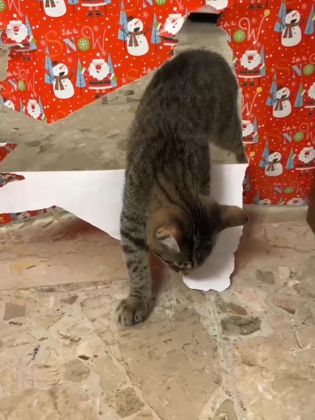 @Lello The Cat