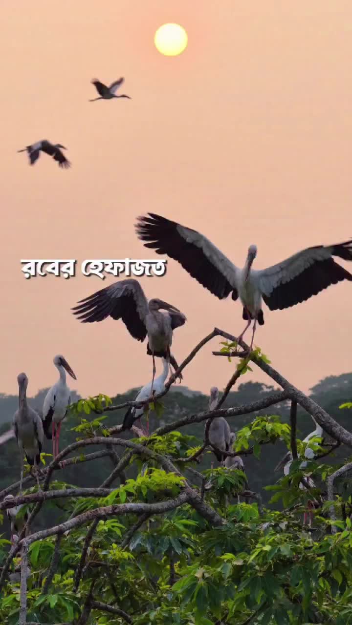 @BAPPI AHMED