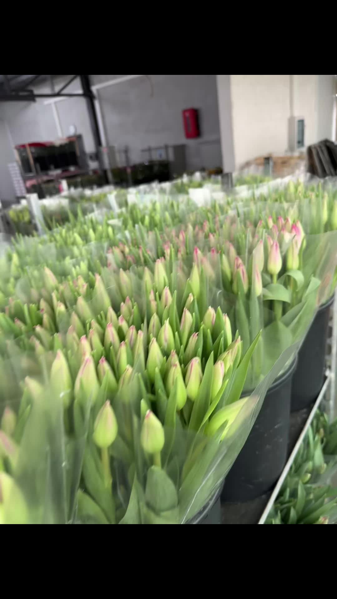 @Casconefiori