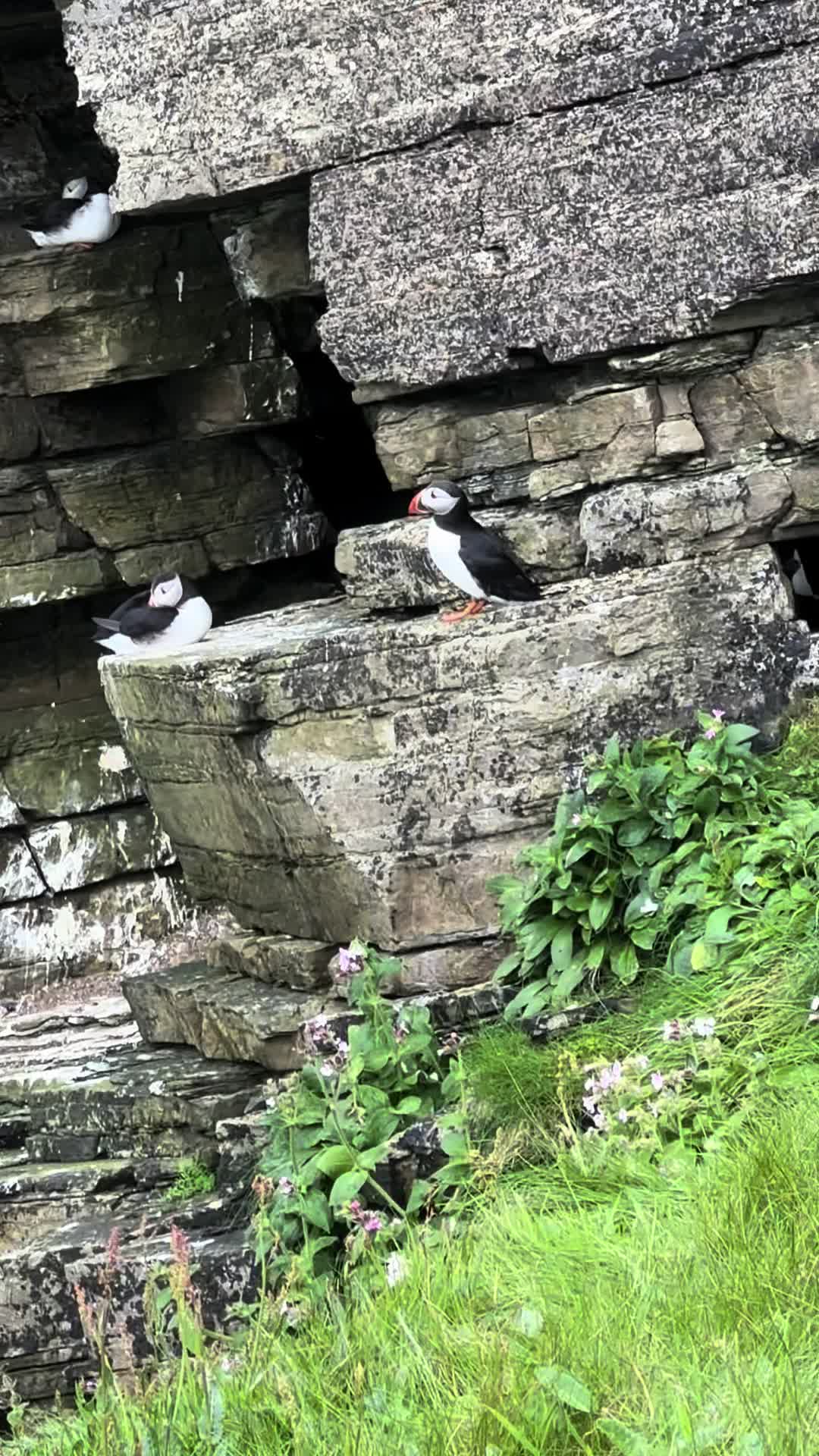 @Orkney Uncovered