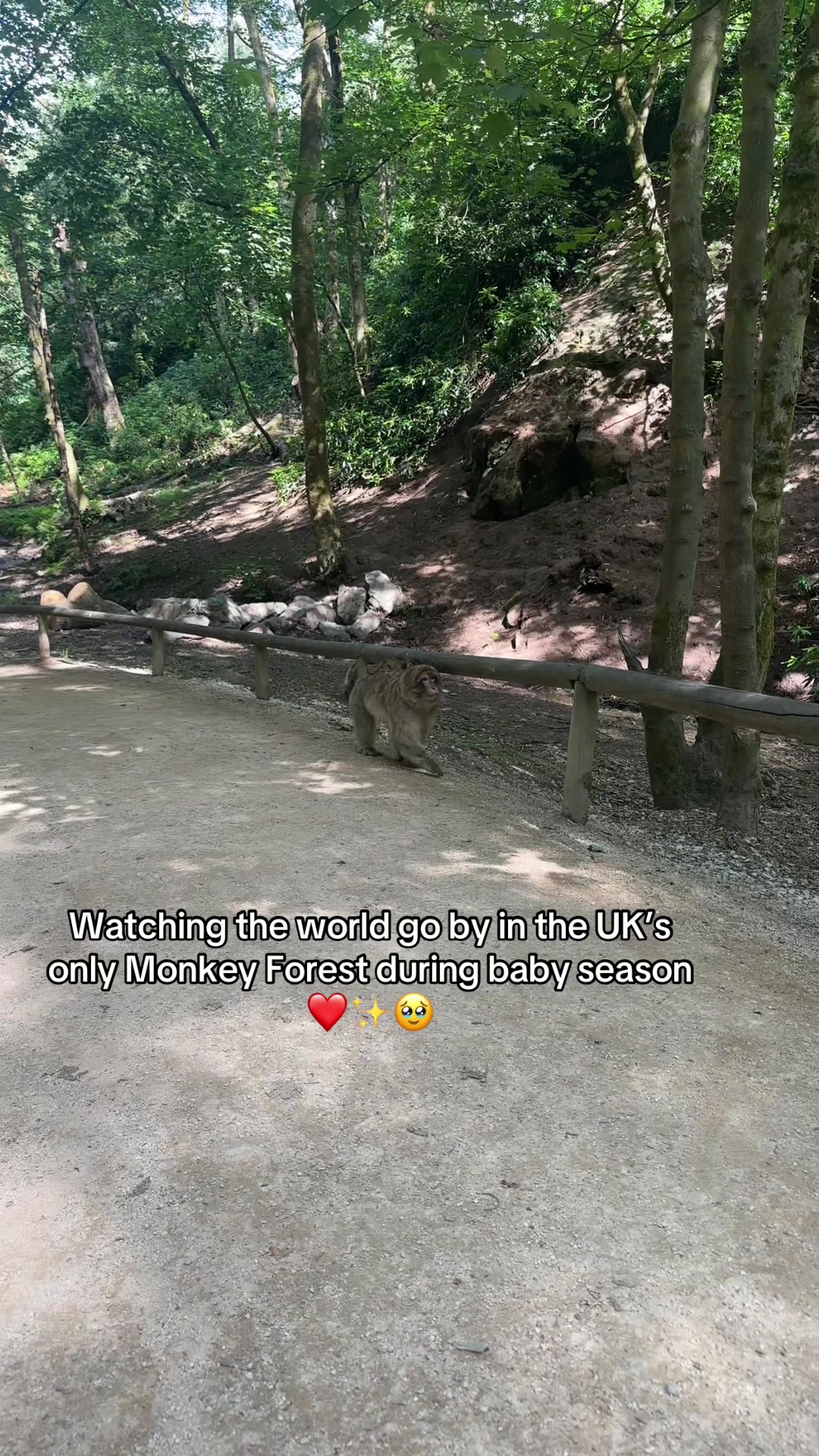 @Monkey Forest