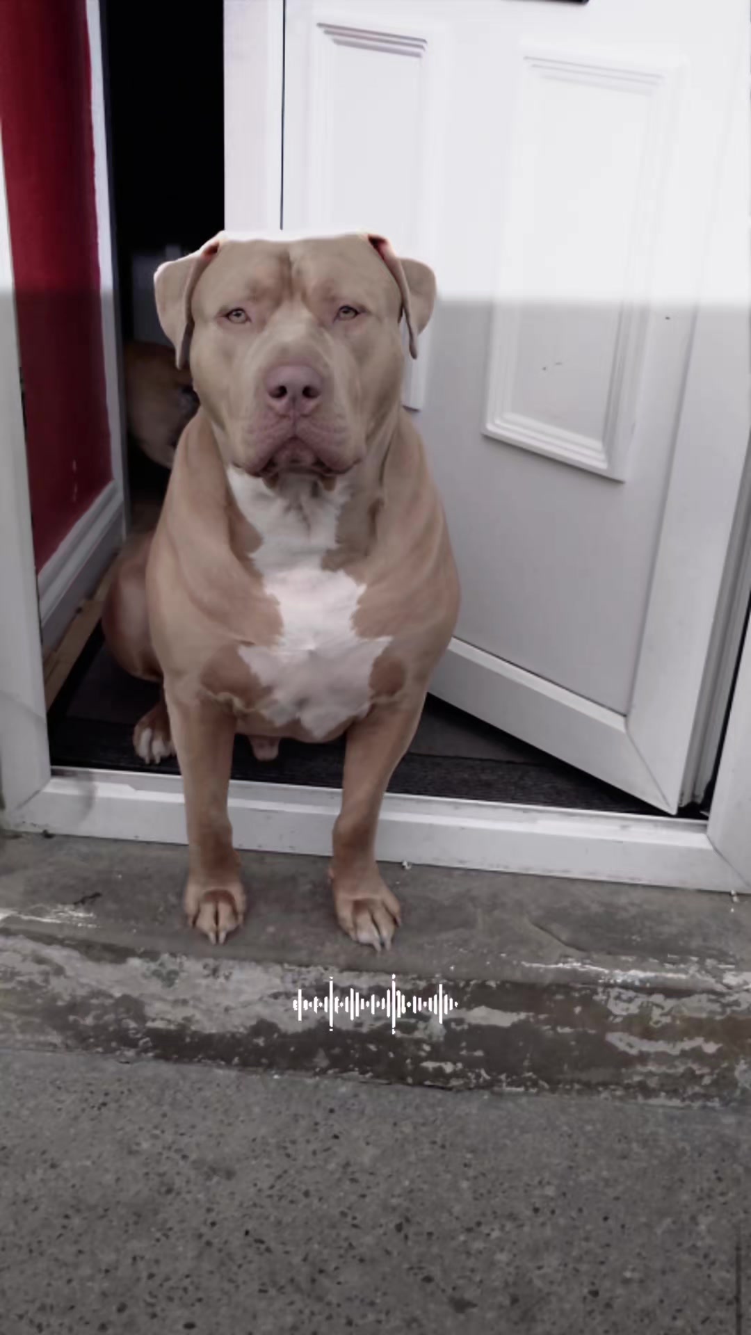 @Zeus.Bella1