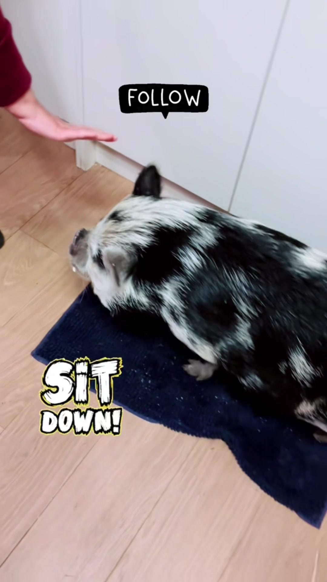 @Pig in the house