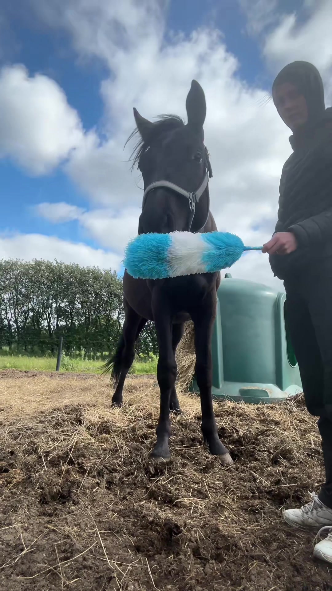@rask_horses