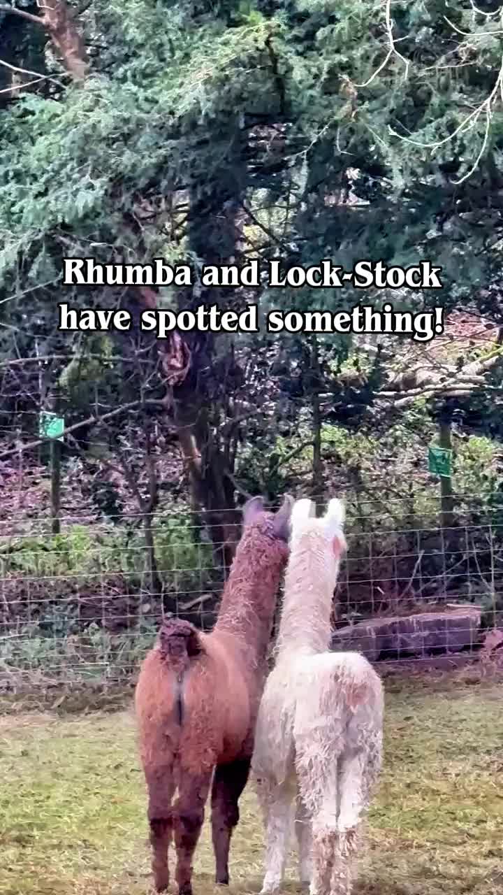 @Bardsea Alpacas and Llamas