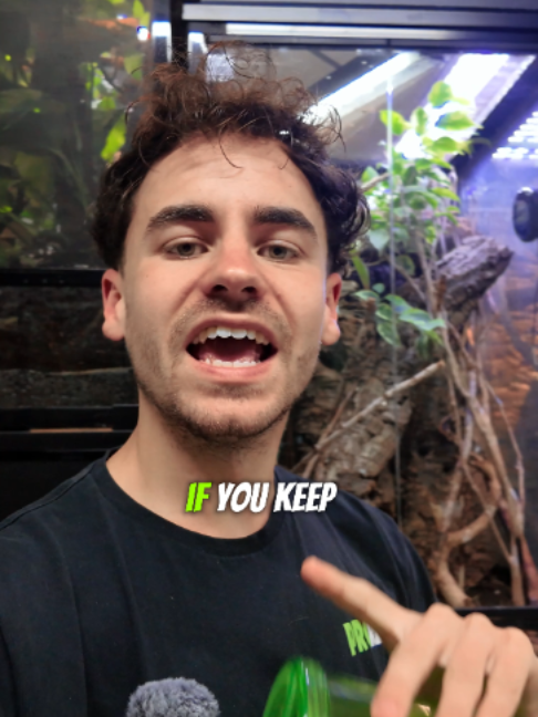 @prorep_reptile