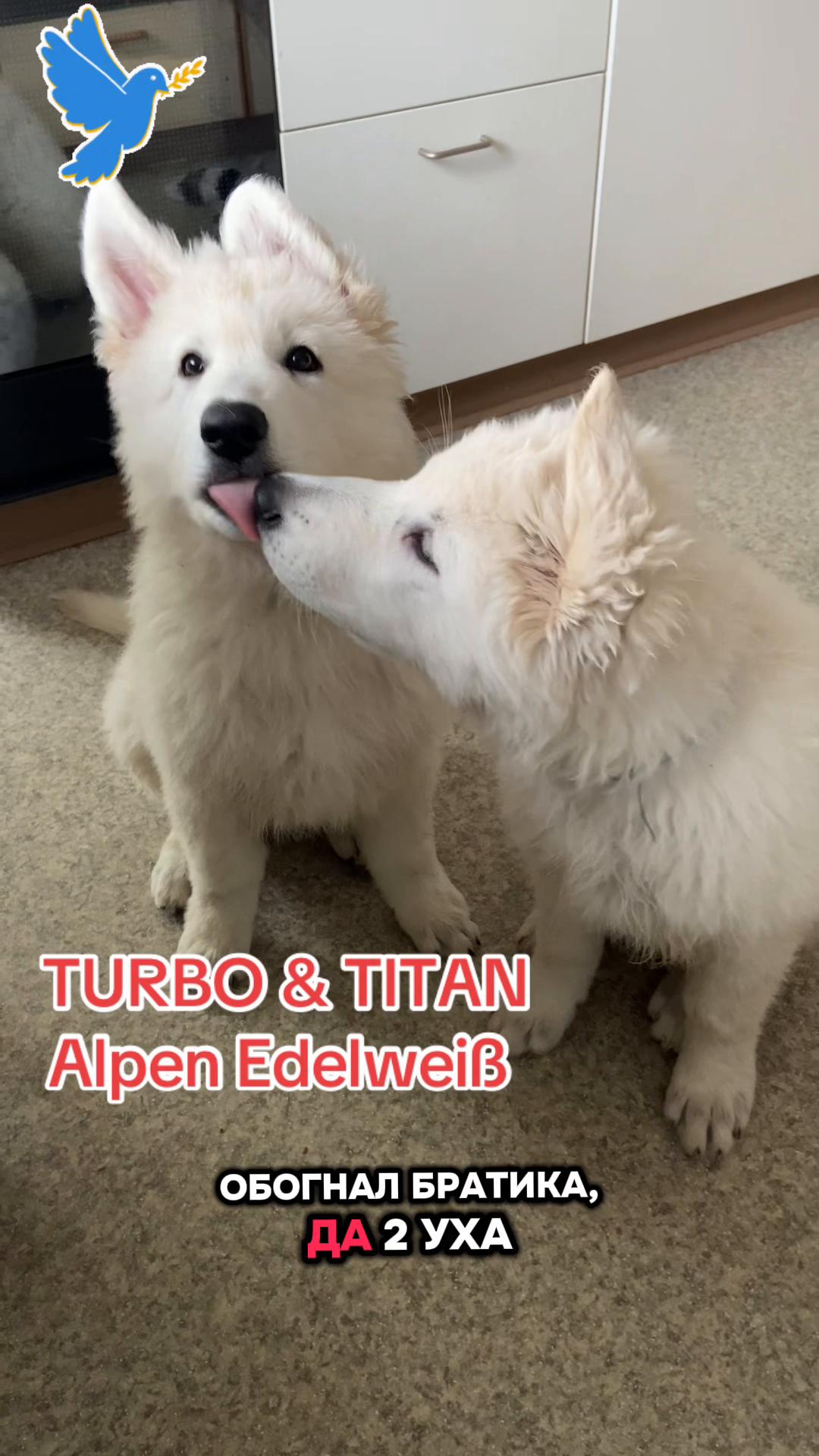 @white_ange_dog