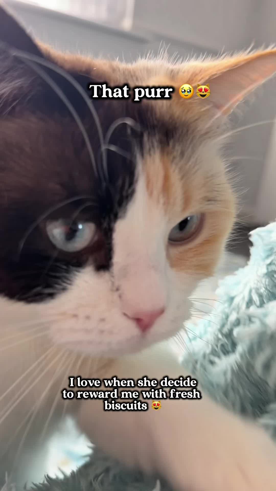 @slavic_cat_mum