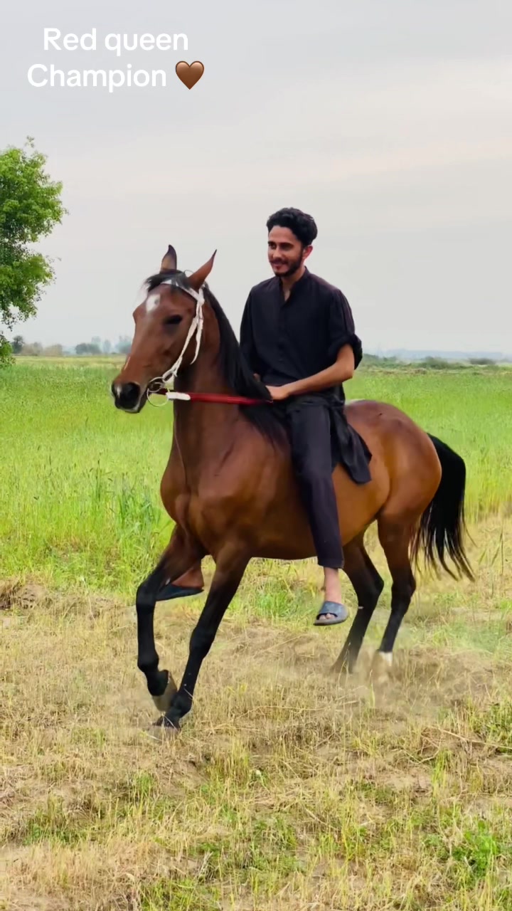 @Ch Hammad bokan ♥️🐎