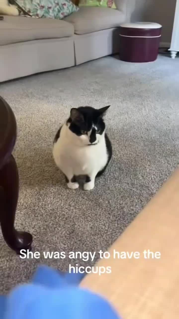 @Kitty Meow